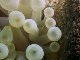 Anemone with Squat Anemone Shrimp IMG 6022